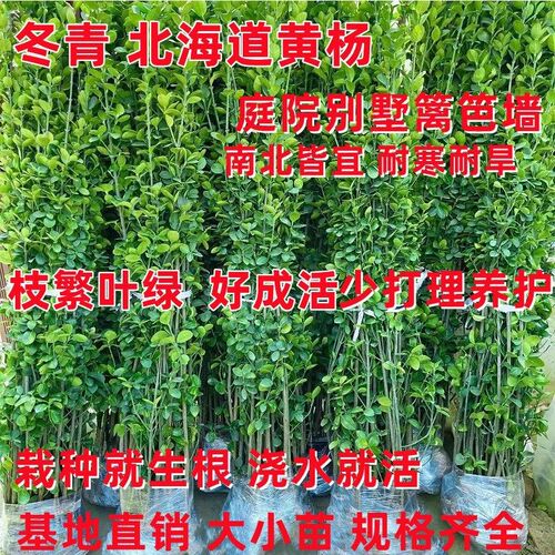 冬青树苗北海道黄杨庭院绿篱笆墙四季F常青不落叶好养苗木大叶黄