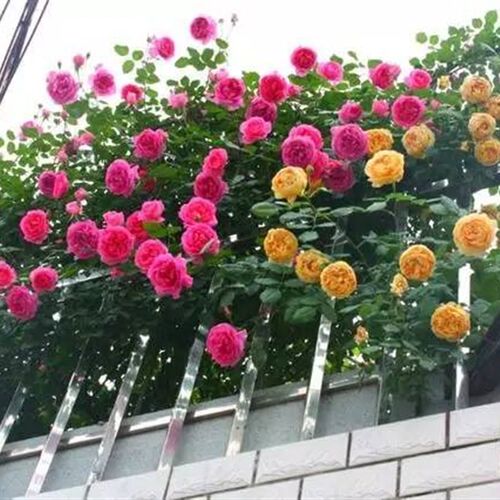 藤本月季树苗k 带盆带土发货欧洲月季大苗月季花