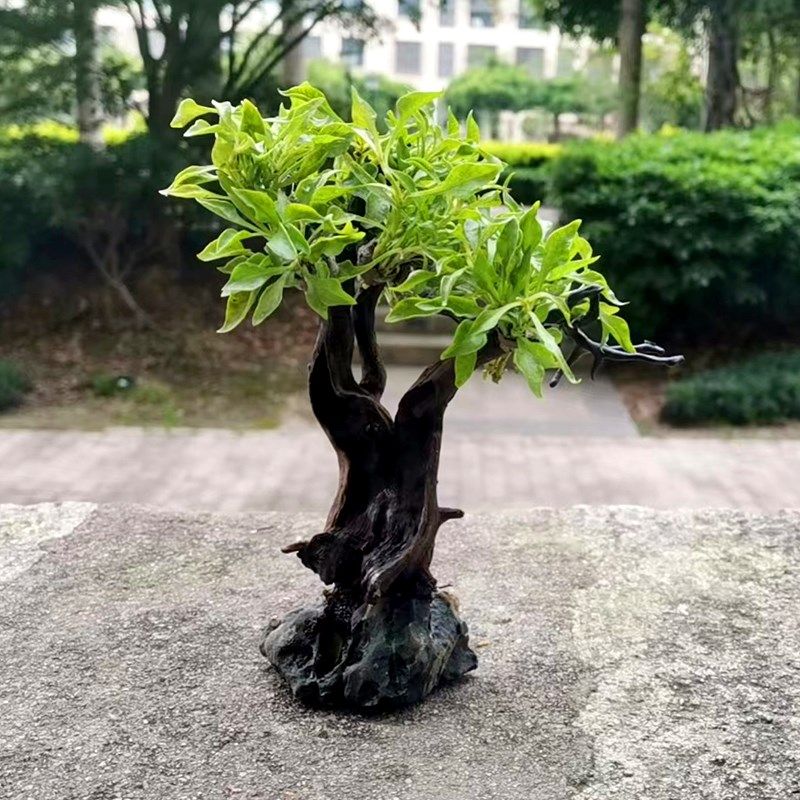 绿波水草沉木树草缸鱼缸雨林缸造景装饰淡水新手水草懒人植物