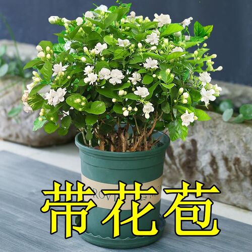 茉莉花盆栽带花苞花卉植物室内绿植栀子花九N里香花苗浓香四季好
