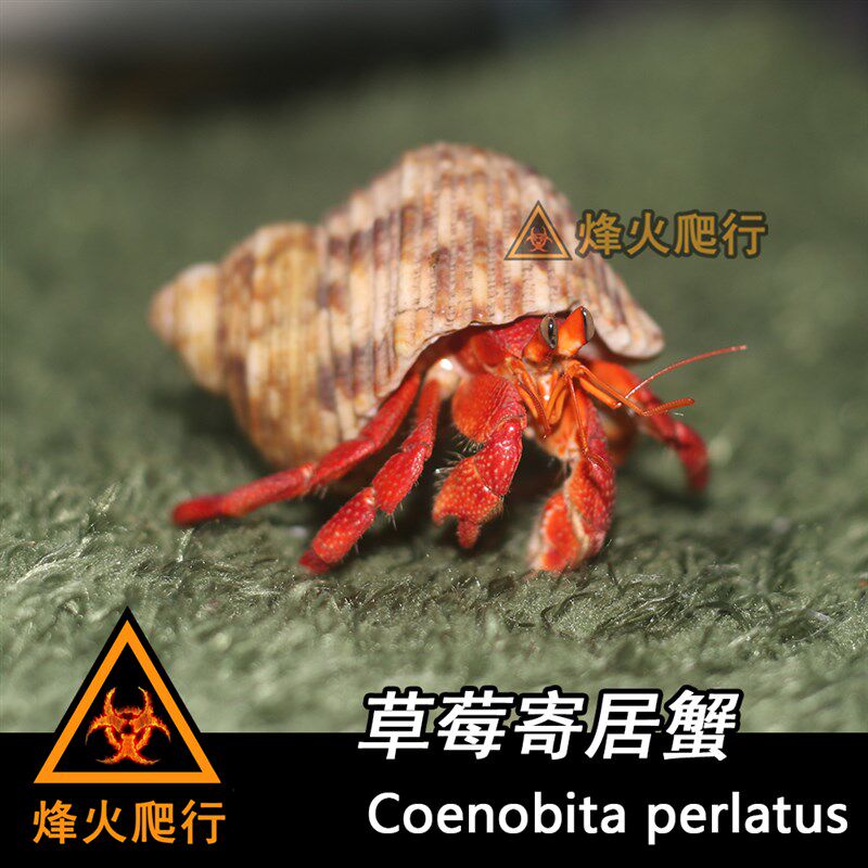 【草莓寄居蟹】红色陆寄居蟹 热门活E泼品种黑白草莓 高互动宠物