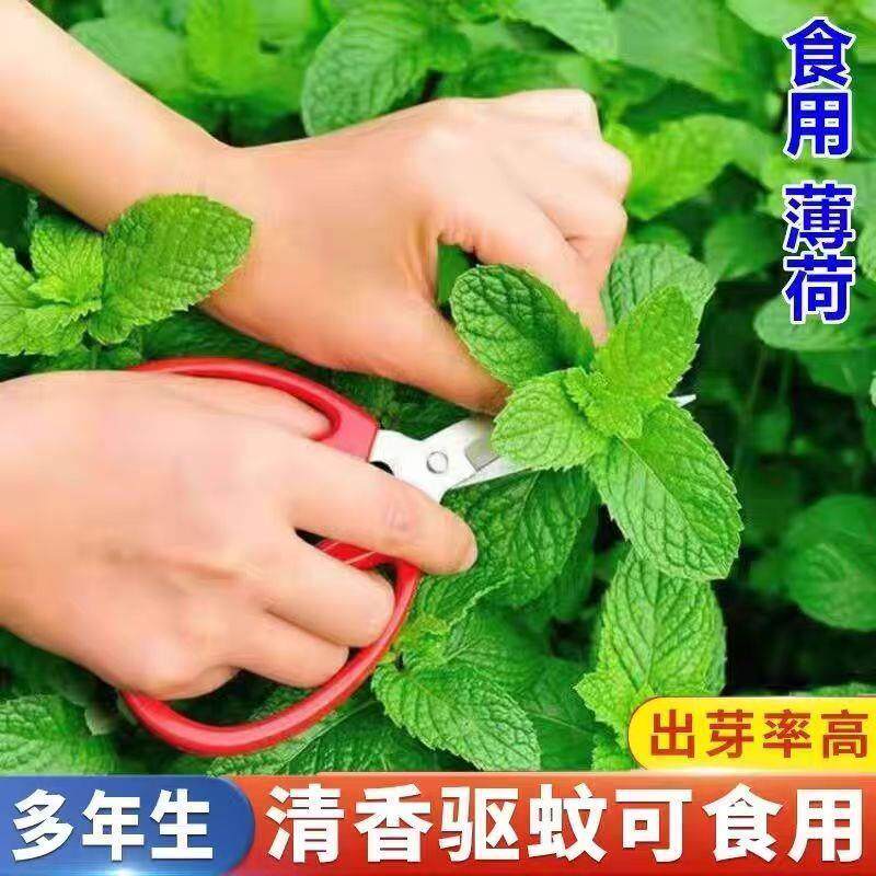 可食用薄荷种籽留兰香柠檬苗猫薄荷四季播种室内阳台盆栽花种籽