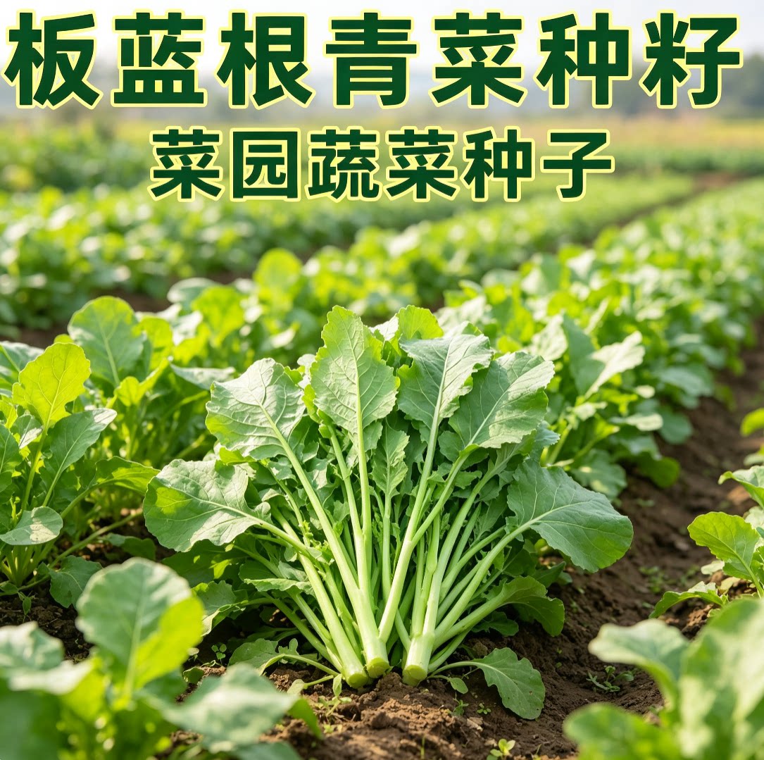 板蓝根青菜种子食用特色野菜中药材种籽四季蔬菜孑阳台盆栽春季