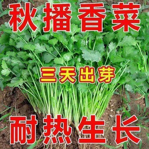 四季大叶香菜速生香菜浓香高产三天生香菜农家种香菜新鲜蔬菜大全