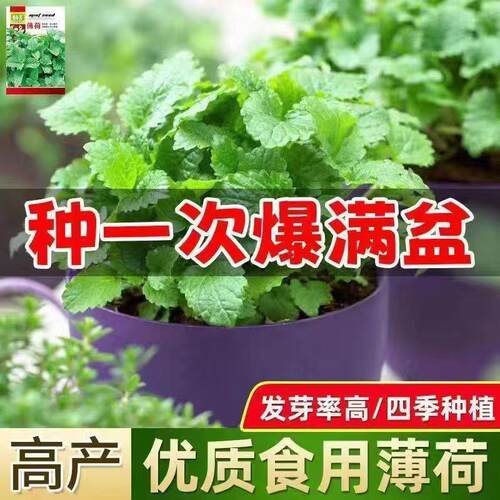 可食用薄荷种籽子室内室外盆栽留兰香柠檬薄荷四季播种苗种子正品
