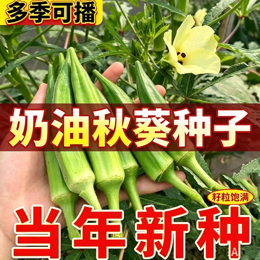 【黄秋葵种籽】可生吃的奶油秋葵菜籽露地播种阳台盆栽蔬菜种源