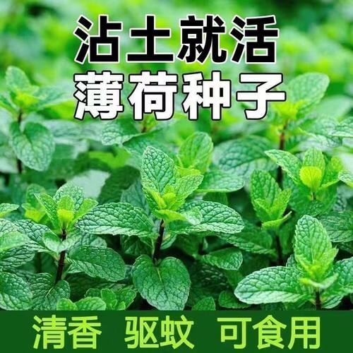 薄荷种子可食用柠檬薄荷驱蚊虫四季室内外庭院阳台盆栽薄荷种子
