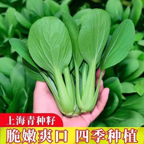 上海青小油菜小白菜新鲜