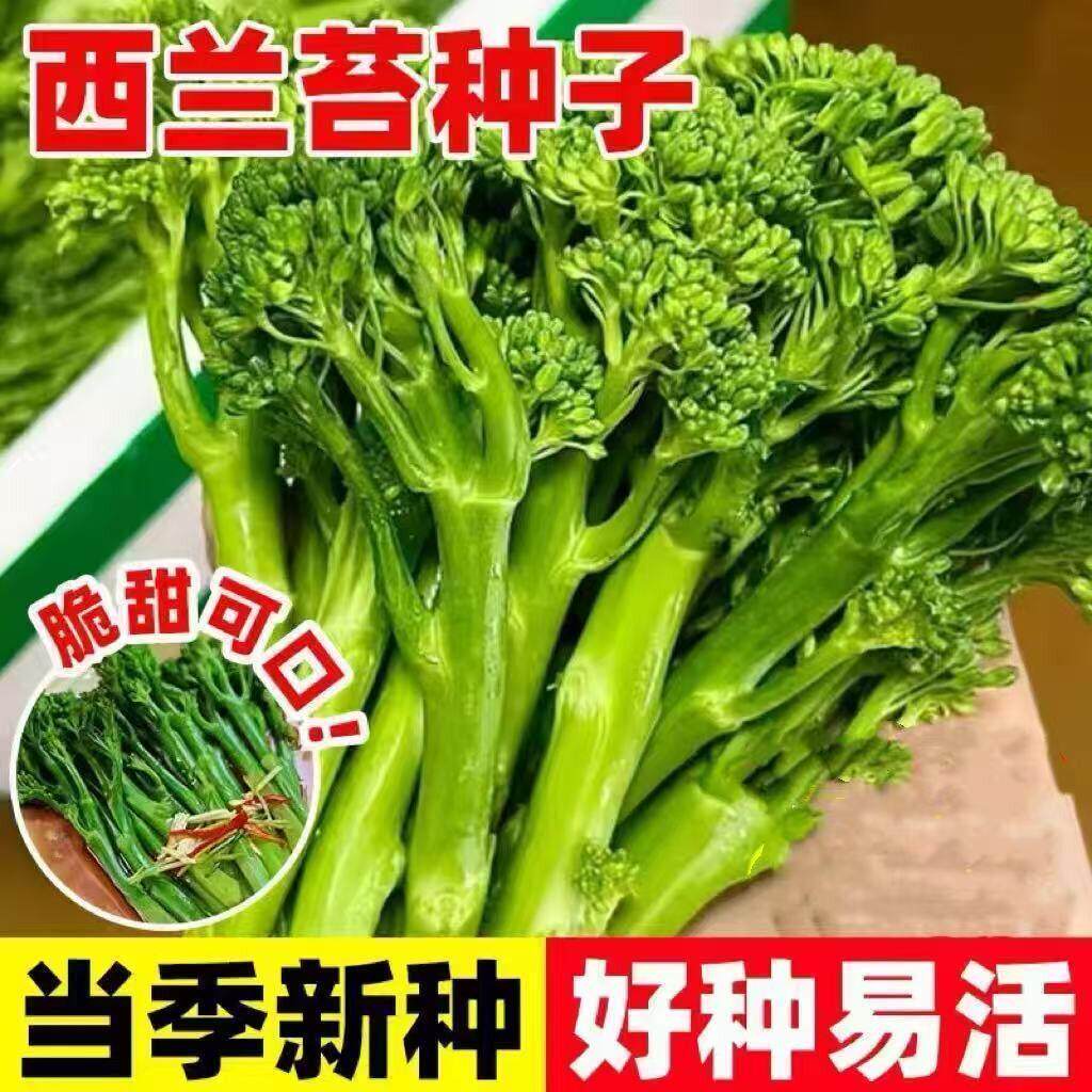 正品新种西兰苔种子绿西兰苔有机西洋芥兰田园庭院种植蔬菜苔种子