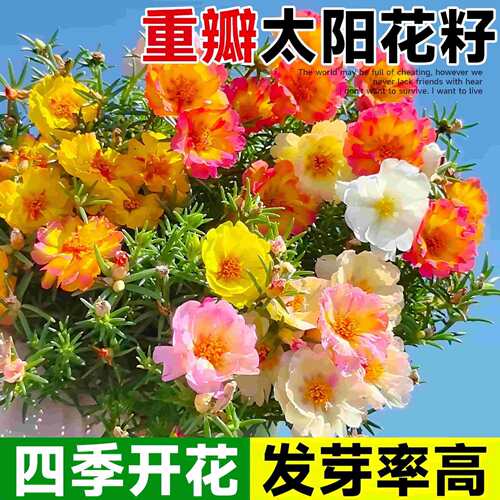 太阳花花籽种孑四季不断