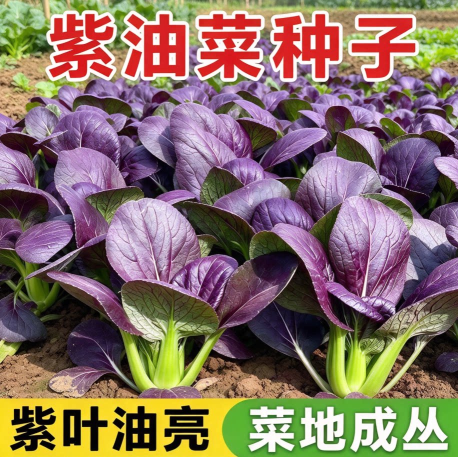 紫罗兰油菜种子紫色上海青小青菜种籽秋冬季阳台田园耐寒蔬菜种子