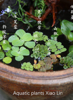 鱼缸浮萍水草造景水族箱水生景观植物花园乌龟观赏鱼水芙蓉水草
