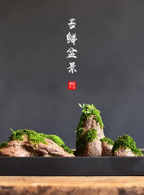 苔藓盆栽假山吸水石盆景水培青苔造景办公室桌面净化空气花盆摆件