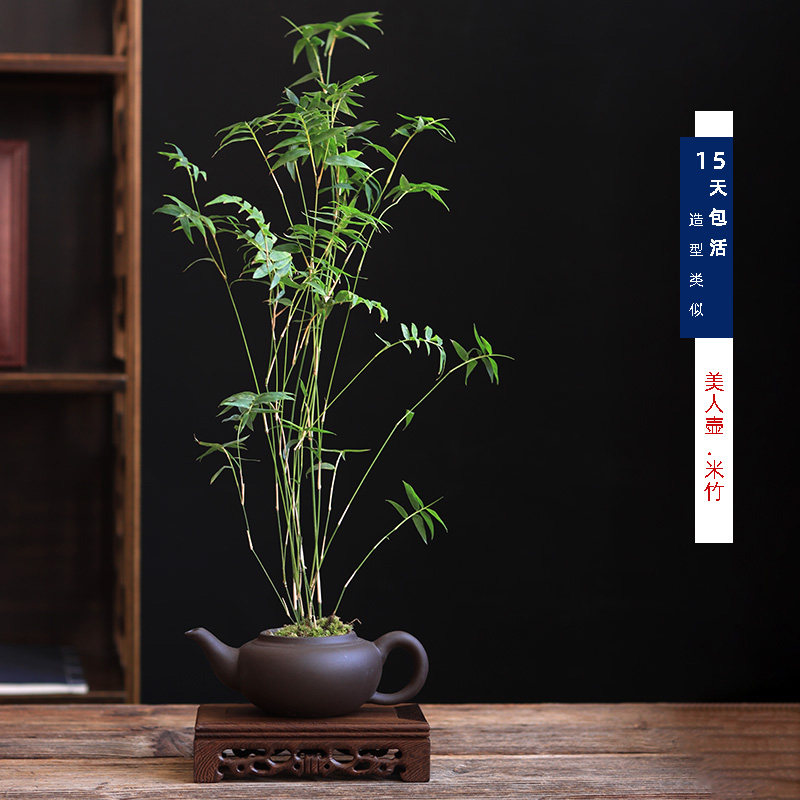 创意紫砂茶壶花盆文竹米竹菖蒲福建茶小绿植庭院盆栽摆件趣味送礼