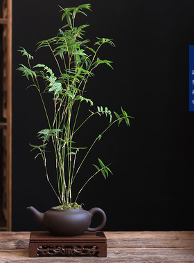 创意紫砂茶壶花盆文竹米竹菖蒲福建茶小绿植庭院盆栽摆件趣味送礼