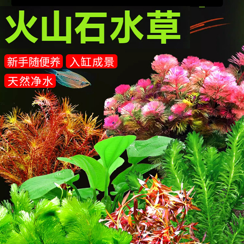 水草植物火山石真草鱼缸造景净化水质套餐水培蜈蚣草水榕阴性绿菊