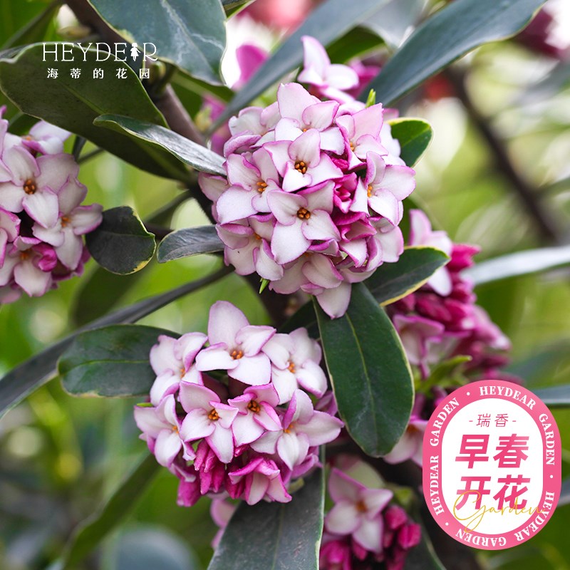 海蒂的花园旗舰店瑞香花卉盆栽冬季开花植物阳台庭院开花绿植