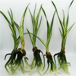 新品名红素荷g蕙兰花卉组培小苗矮种水晶艺中透室内香绿植盆栽客