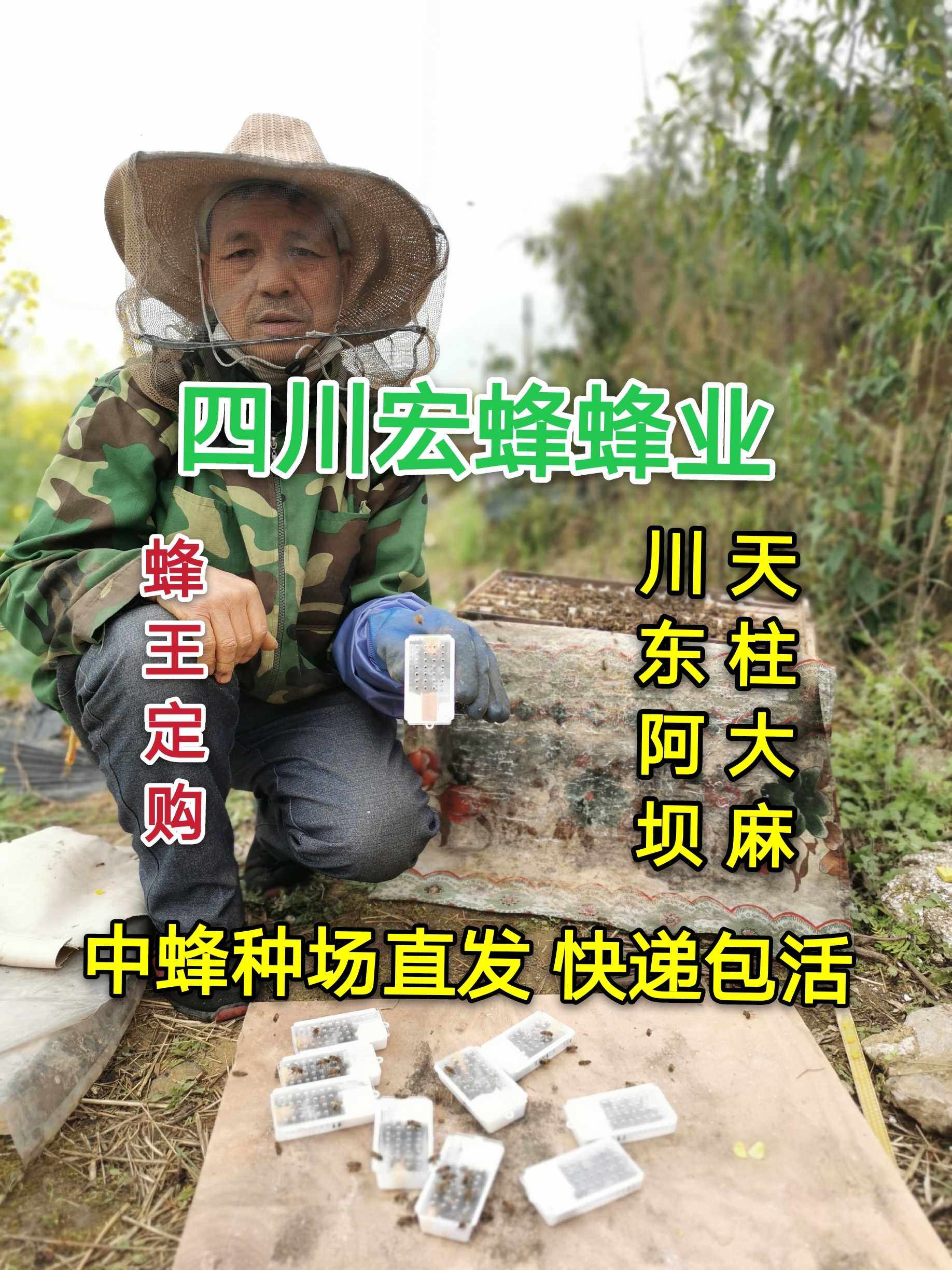中蜂巢虫一撒净宏蜂棉虫药巢虫蜜蜂药幼虫病拖子白蛹病木片