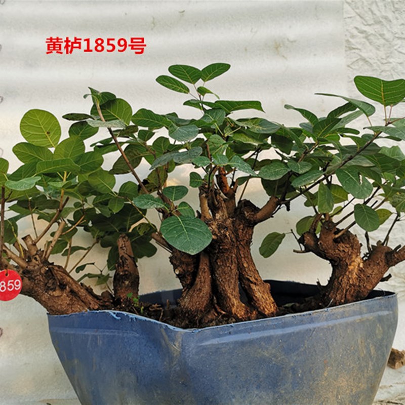 黄栌盆景老桩古怪桩熟桩热卖北京香山红叶树桩冬季耐寒实物