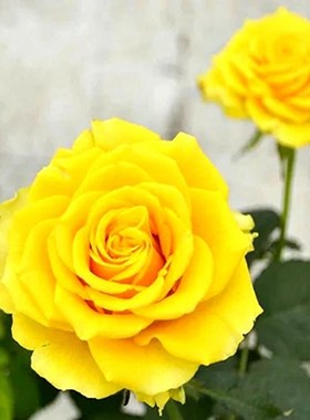 贝壳切花月季灌木亮黄色波浪边庭院阳台盆栽四季开花扦插苗