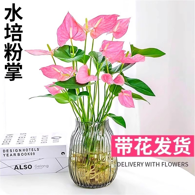 粉掌盆栽水培植物室内好养绿植水养花卉四季常青红掌鲜花一帆风顺
