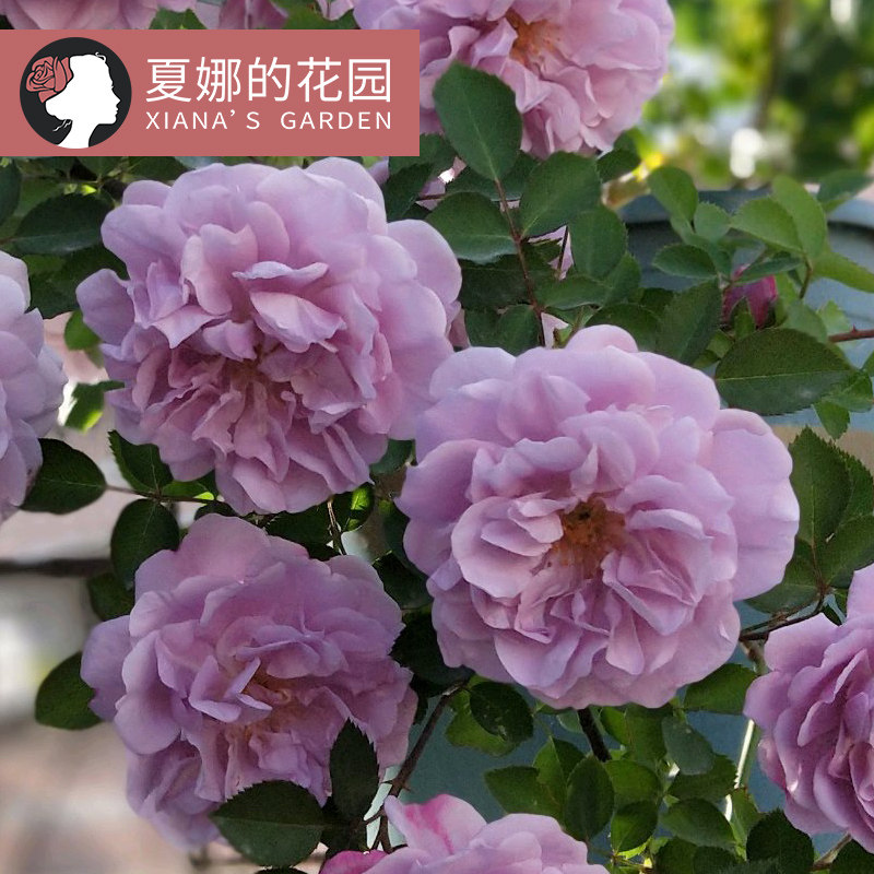 蓝色阴雨爬藤月季花苗拱门花墙多季开花勤花紫色阳台庭院地栽花卉,鲜花速递/花卉仿真/绿植园艺,月季/蔷薇/玫瑰,淘宝优惠券,粉丝福利购,淘宝优惠卷