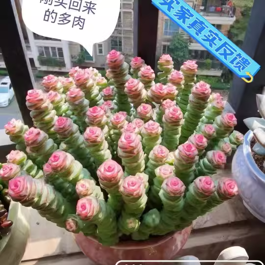 招财钱多多彩色稀有钱串锦前程似锦多肉植物爆盆阳台绿植肉肉