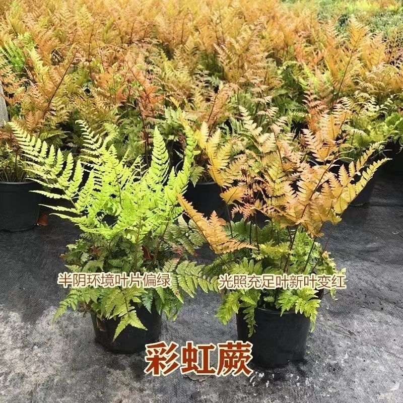 彩虹蕨三色鳞毛蕨红盖凤尾蕨类室内绿植观叶四季植物造景盆栽耐寒