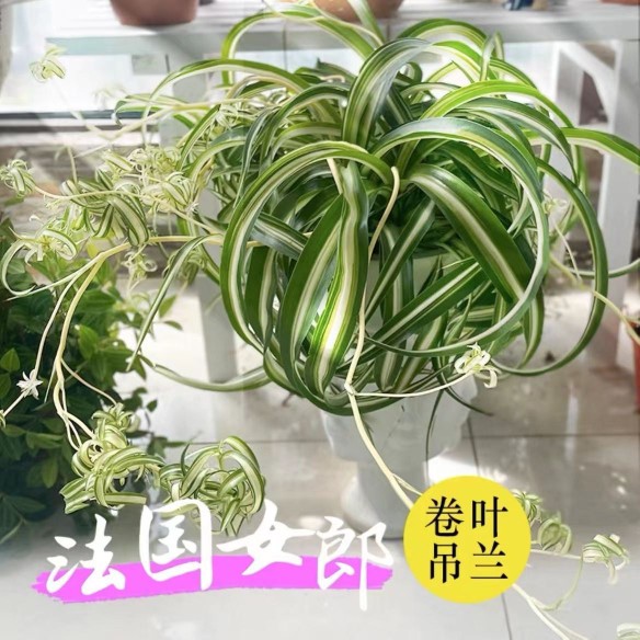 卷叶吊兰16.8一盆原盆原土发货 正宗卷发女郎卷发吊兰