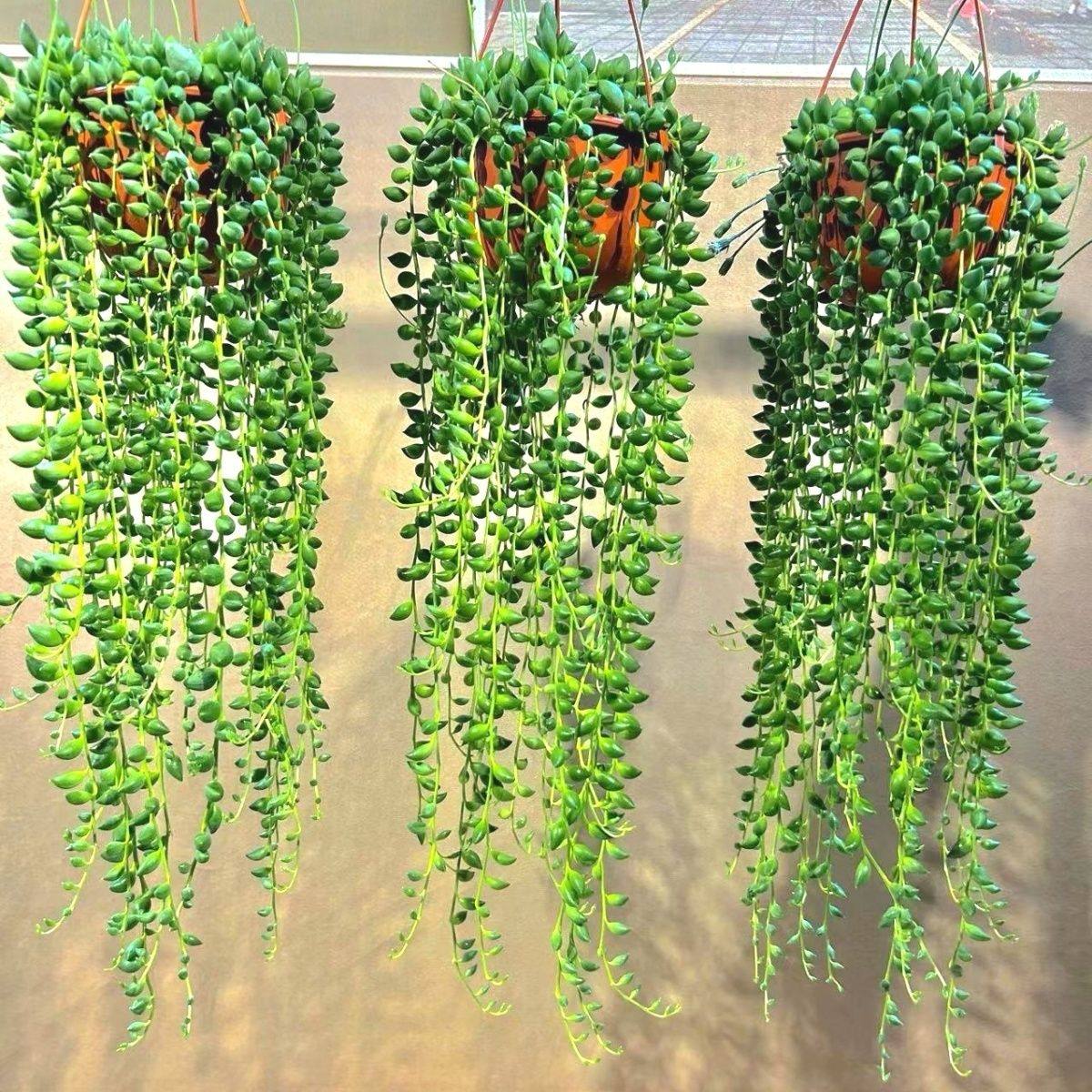 情人泪珍珠吊兰盆栽多肉植物佛珠绿植珍珠吊兰垂吊植物