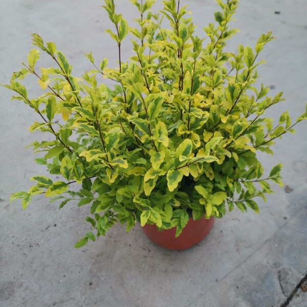 【黄金树】亮晶女贞优选栽培耐寒耐热盆栽地栽绿植物庭院观叶花卉