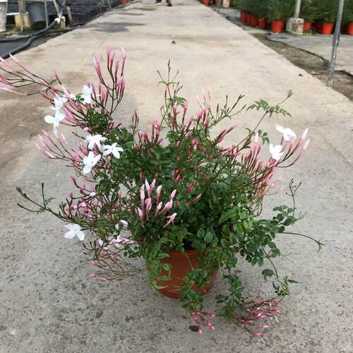 多花素馨盆栽花苗藤本爬藤植物室外庭院花园攀爬花苗花香云南花