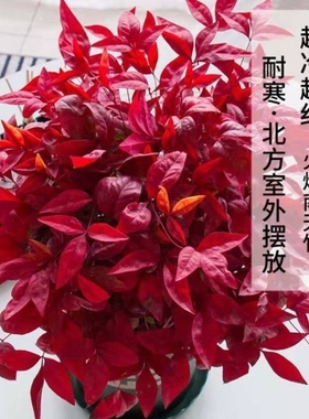 火焰南天竹原盆原土别墅庭院花园花镜绿植绿化带造景四季不落叶