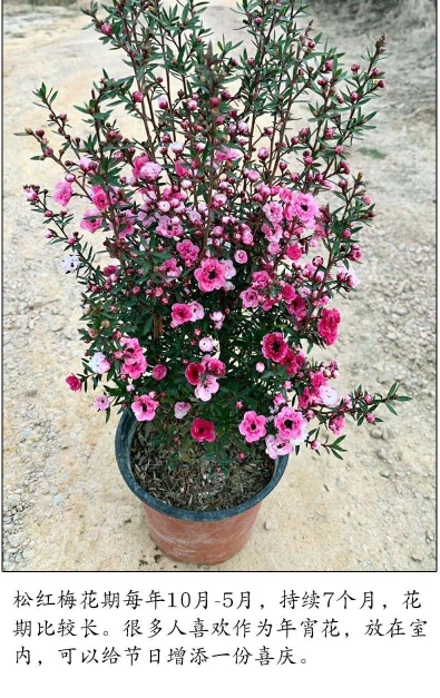 松红梅澳洲腊梅25.8一别墅庭院花园花镜绿植绿化带造景四季不落叶