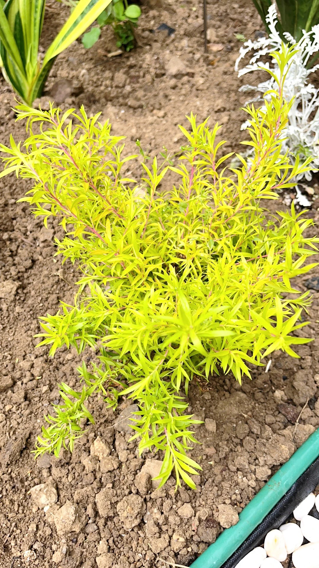 黄金香柳  别墅庭院花园花镜绿植绿化带造景四季不落叶