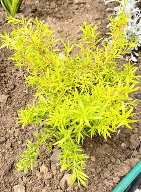 黄金香柳  别墅庭院花园花镜绿植绿化带造景四季不落叶