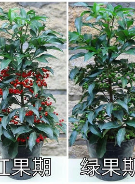 金玉满堂花 盆栽植物带果发货富贵籽盆栽黄金万两室内客厅绿植