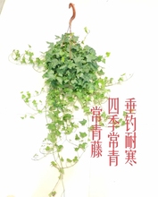 常青藤爬藤垂钓四季常青别墅花园观叶植物客厅室内盆栽绿植除甲醛