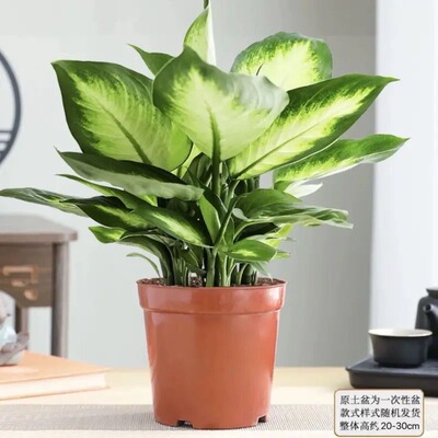 黄金玛丽安水培翡翠皇后万年青斑马万年青盆栽绿植室内净化空气