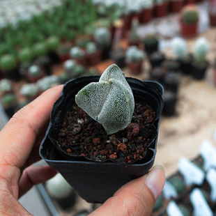 三角鸾凤玉实生仙人球 稀有白沙琉璃开花仙人掌 室内防辐射小盆栽