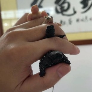 白化佛鳄龟黄化佛鳄魔眼佛鳄中美拟鳄龟观赏龟宠物龟鱼缸深水观赏