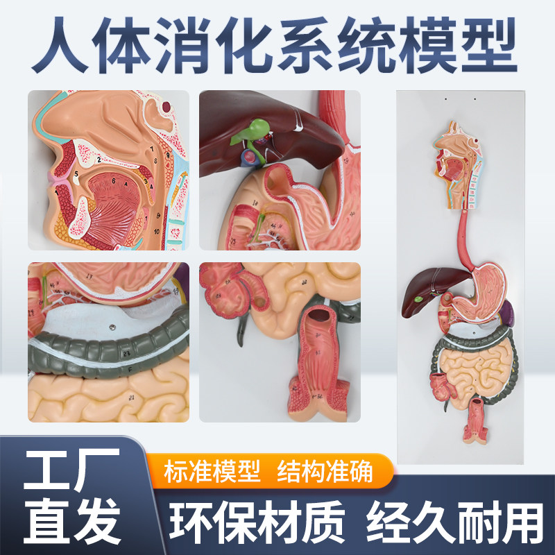 人体消化系统模型 消化道胃剖面 鼻咽喉 胃解剖模型肛.肠科大小肠