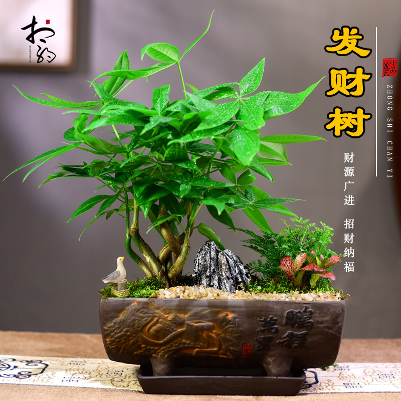 发财树盆室内盆栽文竹富贵竹组合桌面植物客厅办公盆景观赏好养