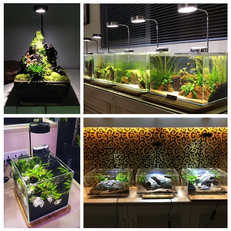 碧水风和实木植物灯小鱼缸射灯微景观平台led灯生态瓶竹板水草灯