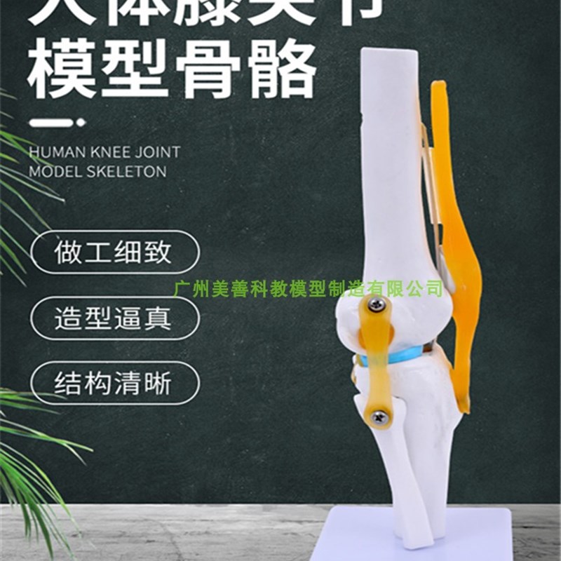 人体膝关节模型附韧带教学彷真骨骼医学功M能展示肩颈脊椎骨架骨