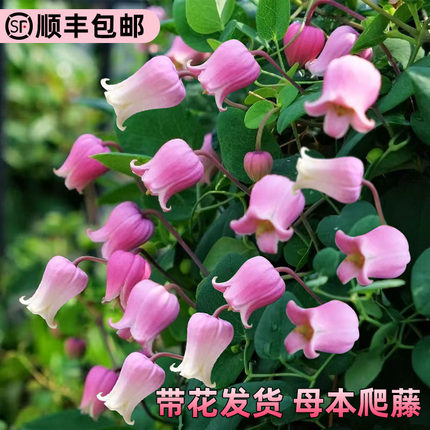 帕斯卡铁线莲花小苗盆栽早花大花阳台垂吊花卉四季爬墙易活绿植物