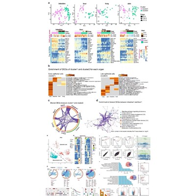 lncRNA调控网络构建与分析生信分析一条龙服务