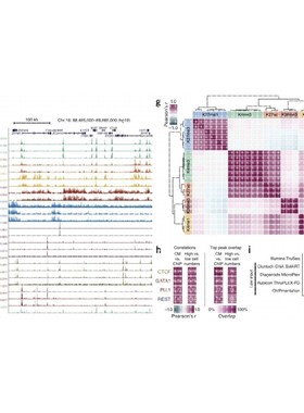 ChIPseq 转录因子 组蛋白修饰 Motif