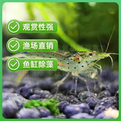 大和藻虾珍珠虾除丝藻除黑毛大河藻虾工具虾除藻能力极强观赏虾